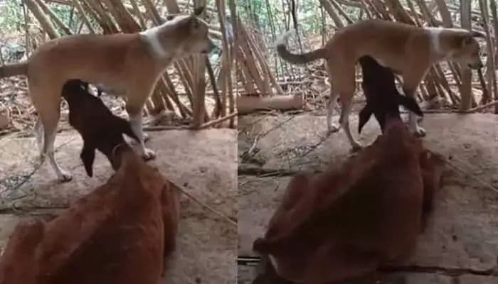 చిత్తూరు జిల్లాలో వింత ఘటన..